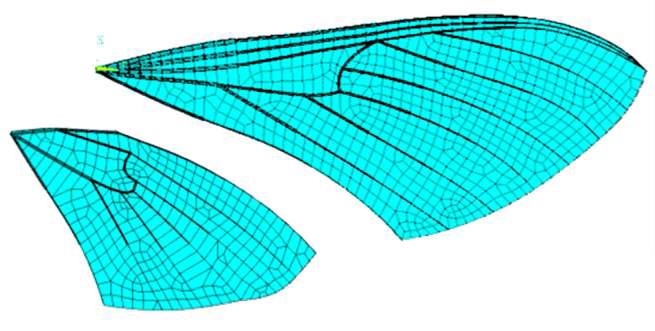 박각시나방 앞날개와 뒷날개의 유한요소 모델