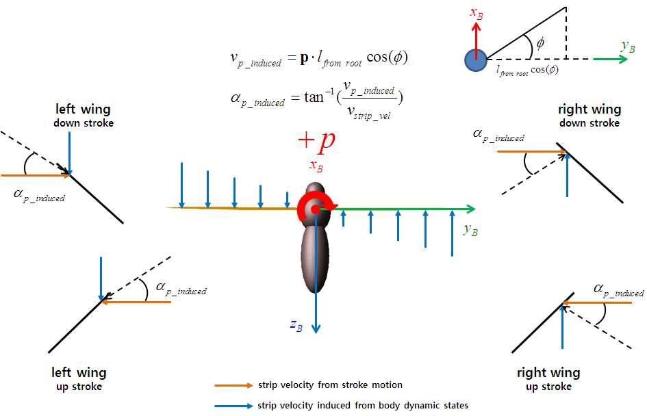 p 각속도성분으로 인한 날개의 상대속도 및 유효 받음각 변화