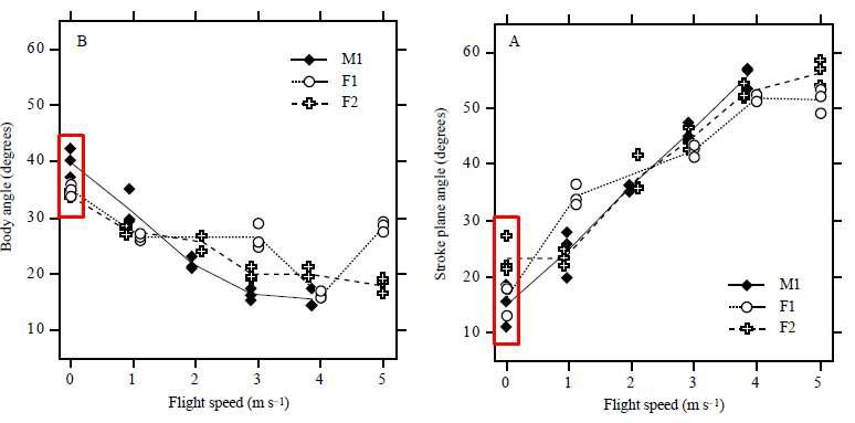 실제 박각시나방의 비행 상태에 따른 몸체각도(body angle) 및 스트로크평면각