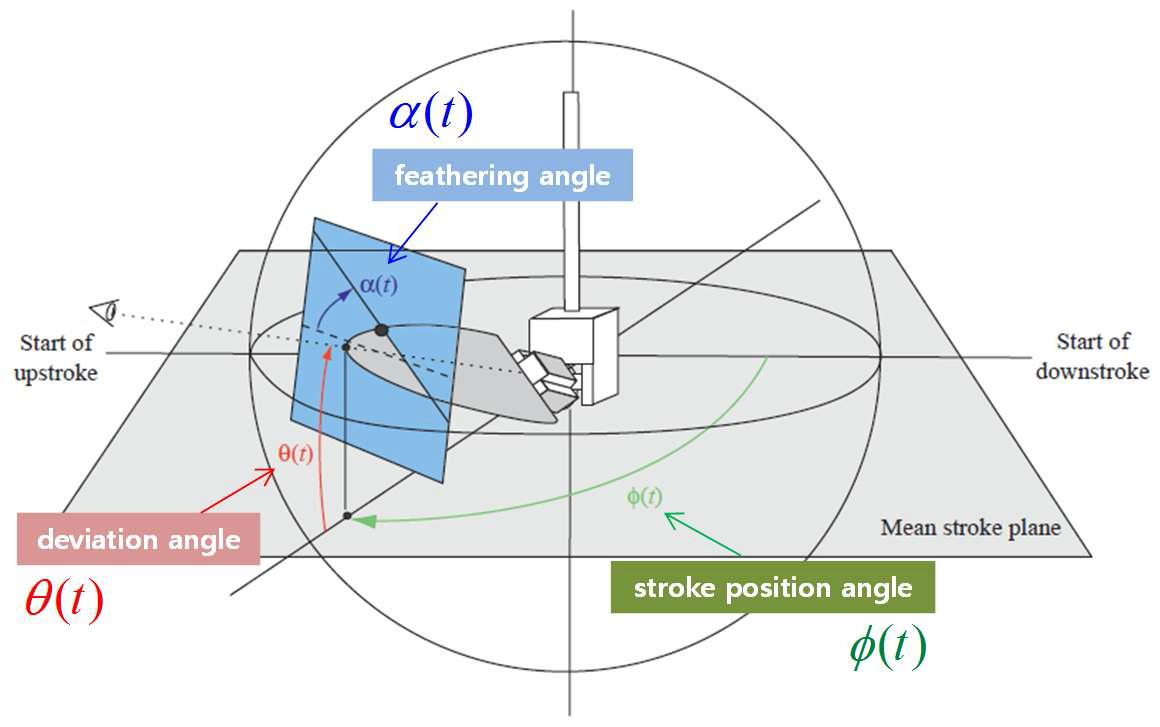 날갯짓 운동함수(wing kinematics)의 정의