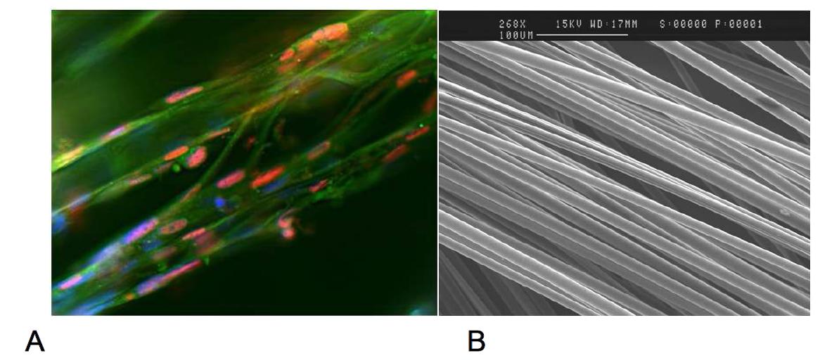 표면 마감이 매우 고르고 원하는 직경으로 일정하게 만들 수 있는 장점이 있는 인산 유리(phosphate based glass) 섬유의 현미경 사진(A)과 근육세포를 인산 유리 섬유에서 배양한 후 myogenin을 핑크색으로 염색한 사진(B).