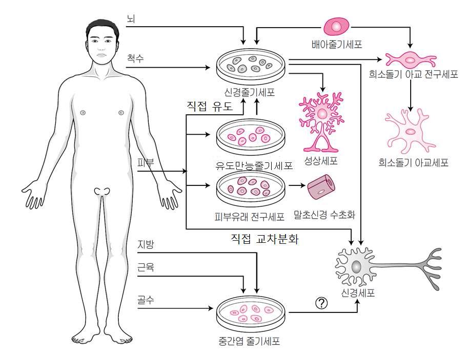 척수손상에 이용가능한 줄기세포의 종류