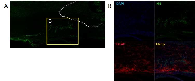 척수손상모델 내 아스코르빈산 유도 신경능선 세포 이식 후 인간기원 핵표지(HN)를 통한 생존여부 확인