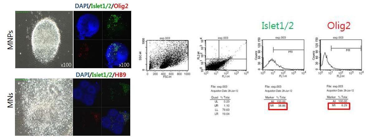 유도만능줄기세포에서 분화된 운동신경 전구세포(MNPs)와 운동신경세포(MNs)의 면역형광염색결과(좌측) 및 유세포분석기 분석 결과(우측).