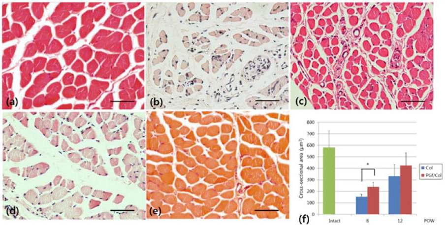 이식 8,12주 후 신경 손상된 발바닥 근육의 H&E 염색 결과