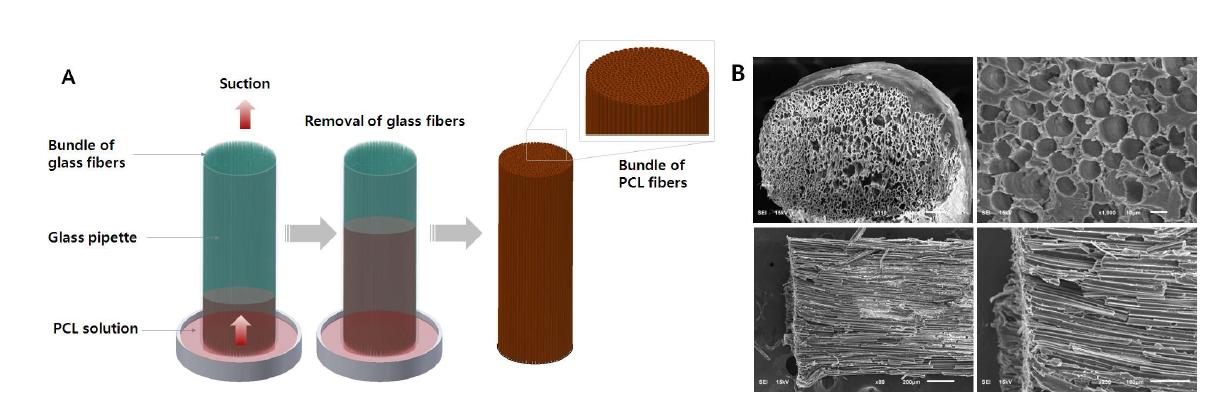 미세도관 내부구조를 가지는 삼차원 스캐폴드의 제작과정(A) 및 제작된 스캐폴드의 전자현미경 사진(B)