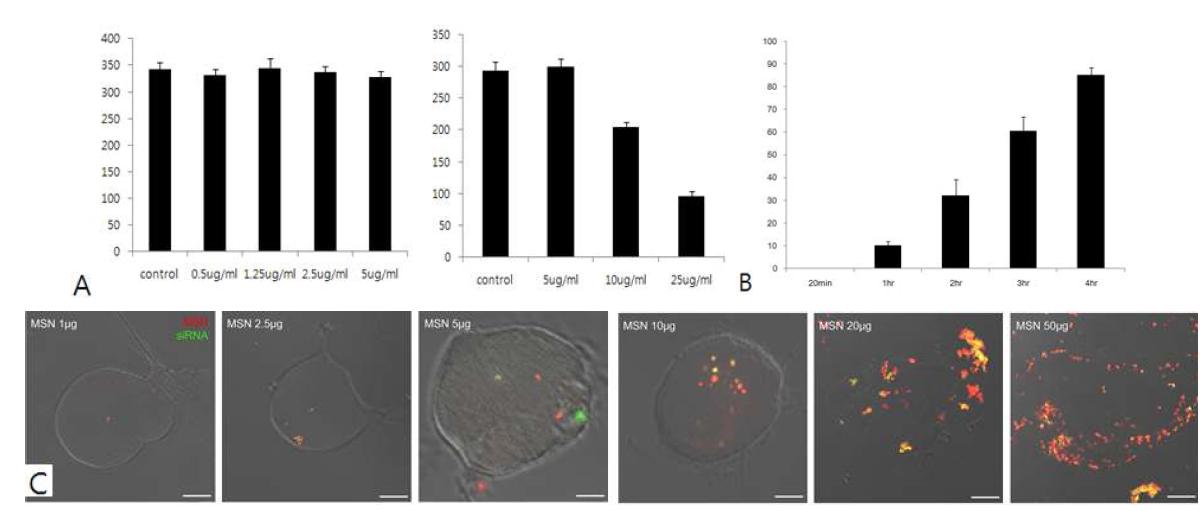 MSN-siRNA 농도별 DRG의 생존정도(A)와 MSN 반응시간에 따른 발현율(B). MSN-siRNA 농도별 신경세포 내MSN과 FITC-siRNA의 발현정도의 현미경 사진(C)