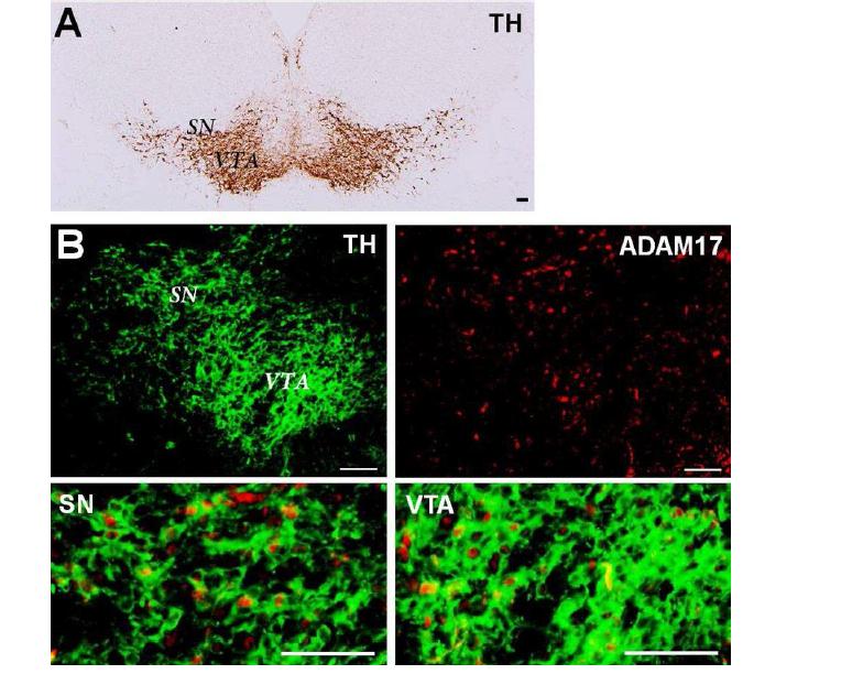 태아시기(E15.5) SN과 VTA에서 ADAM17의 TH positive cell에서의 발현양상