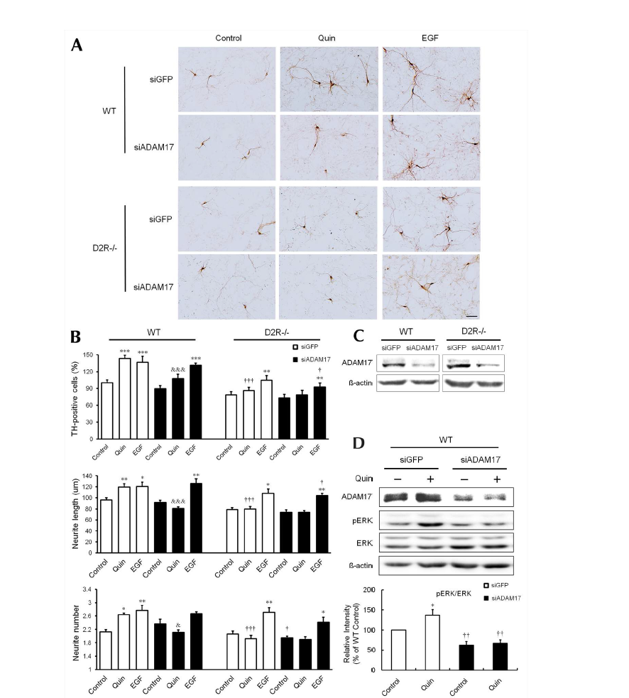 도파민 D2 수용체 작용제에 의한 도파민성 신경세포의 발달과 ERK 인산화는 ADAM17에 의해 조절된다. 정상 쥐의 배양된 중뇌 신경세포에 siGFP 혹은 siADAM17을 트랜스펙션한 후에 10uM의 quinpirole을 처리하여 ERK의 인산화를 관찰.