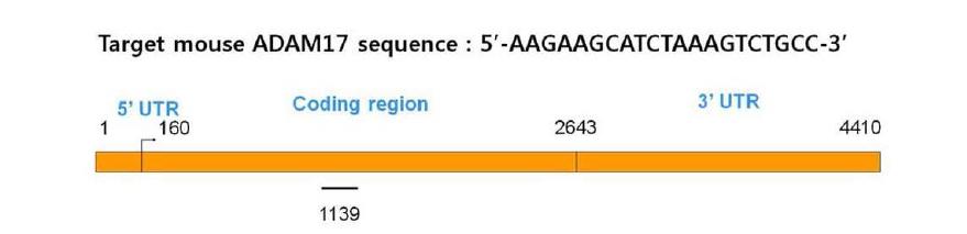 ADAM17 knockdown을 위한 표적서열.