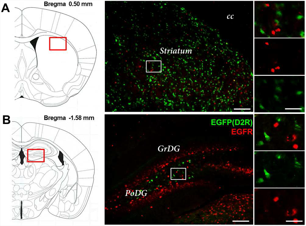 성인시기 정상쥐의 dorsal striatum과 해마체에서는 EGFR과 D2R이 공동으로 발현하고 있지 않음.