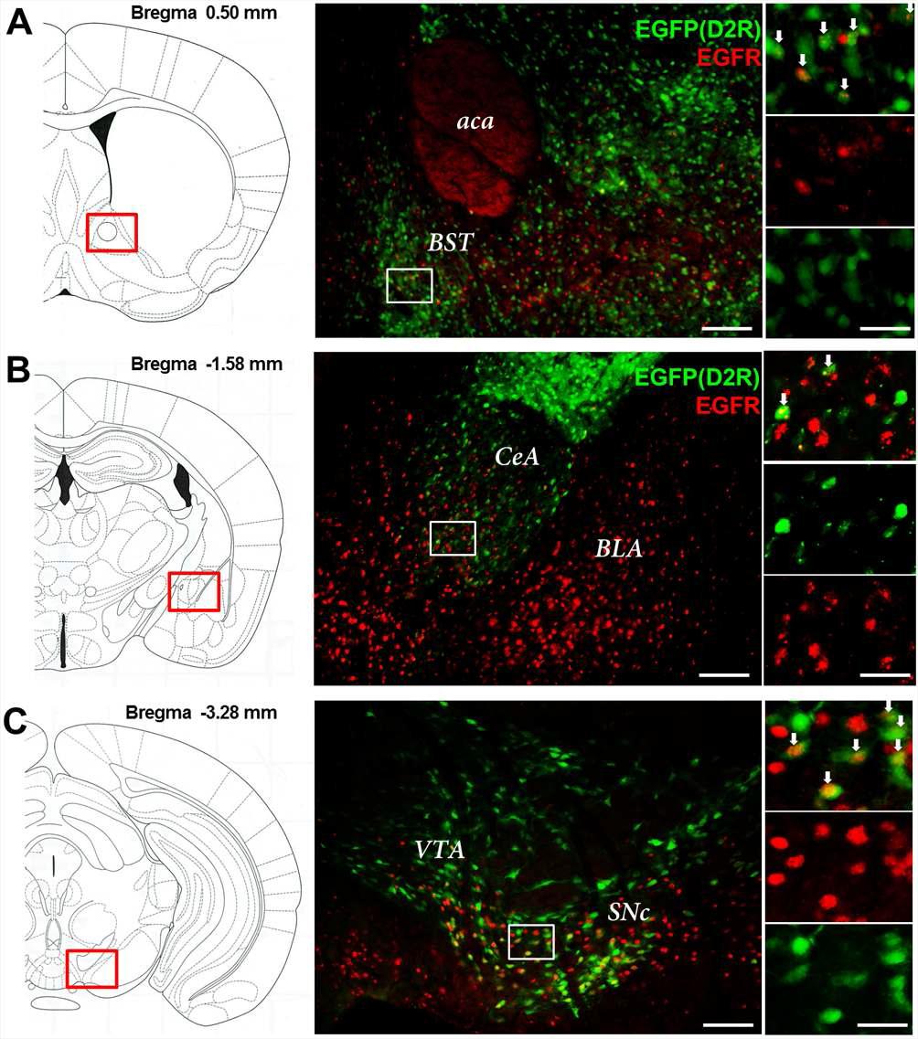 성인시기 정상쥐의 bed nucleus of stria terminalis와 편도체와 ventral tegmental area에서의 EGFR과 D2R의 공동발현 확인.