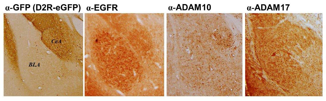 정상 쥐와에서의 D2R, EGFR, ADAM10과 ADAM17의 편도체내 발현양상 관찰.