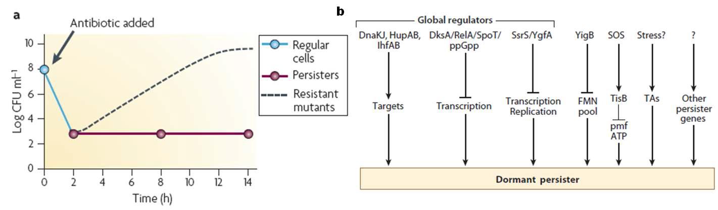 Persister cell. (a) 항생제를 처리해도 소수의 개체는 유전적 변이 없이도 살아남게 됨. (Nature Review Microbiology 5:48-56) (b) Persister cell을 형성하는 유전적인 요인. 다양한 전사조절자와 스트레 스 요인간의 상관관계가 아직 밝혀지지 않고 있음