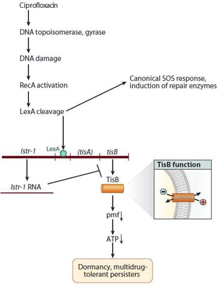 Fluoroquinolone 계열 항생제에 의한 TA module의 발현과 Persister cell의 형성