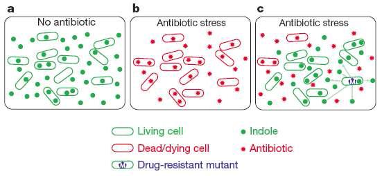 Indole을 신호물질로 사용하여 개체군 전체가 항생제 저항성을 갖게 됨