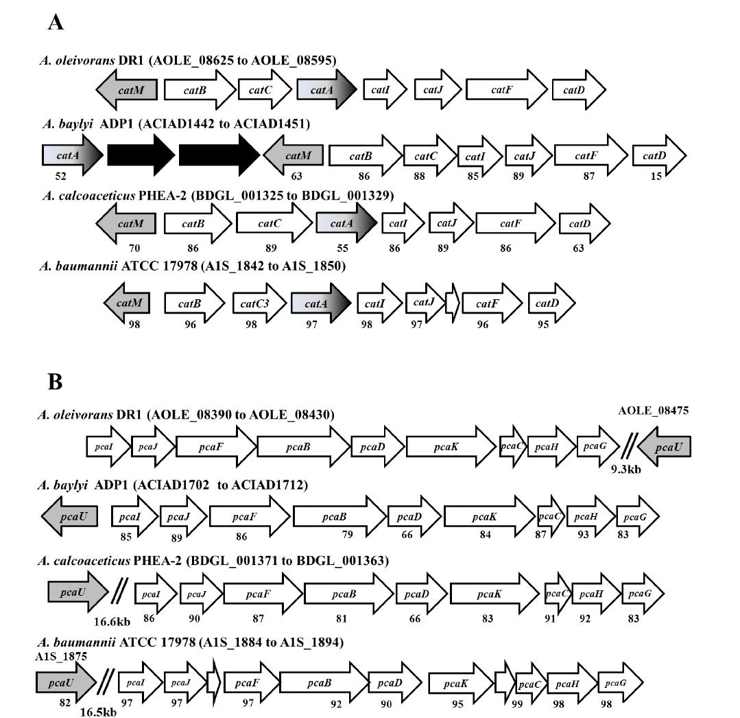 Beta-ketoadipate pathway 관련 유전자 지도