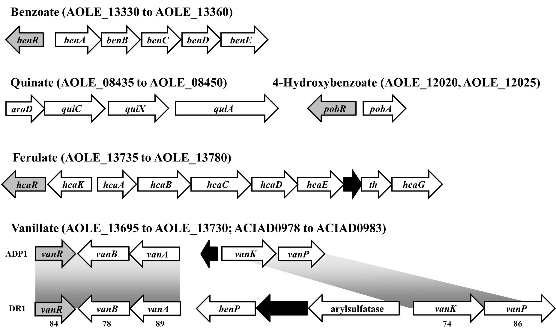 DR1 유전체의 Benzoate, quinate, 4-hydroxybenzoate, ferulate, vanillate 분해 유전자 들