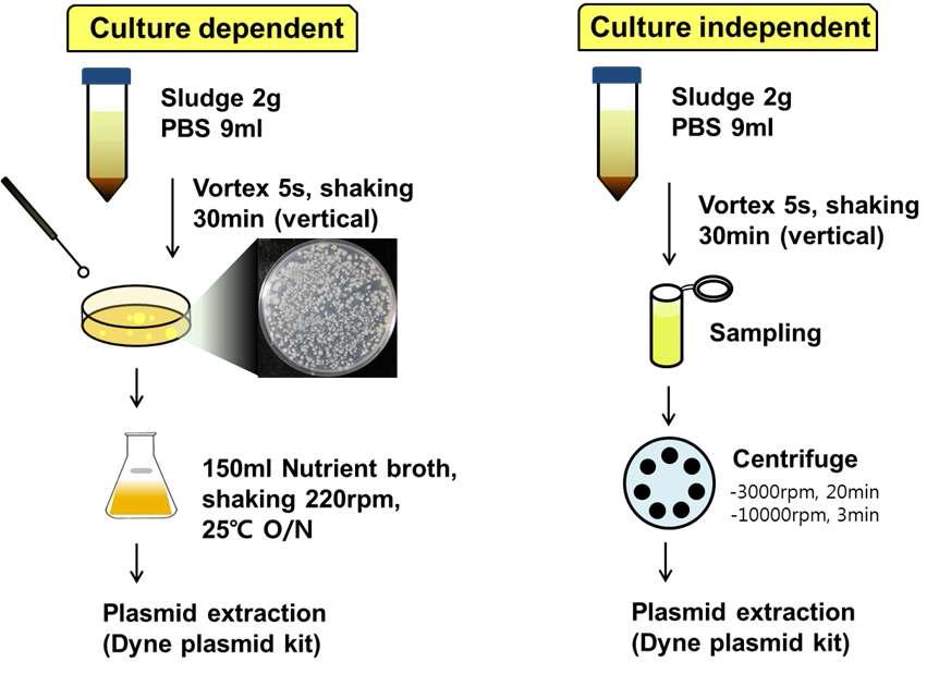 플라스미드의 Culture-dependent와 Culture-independent 추 출법