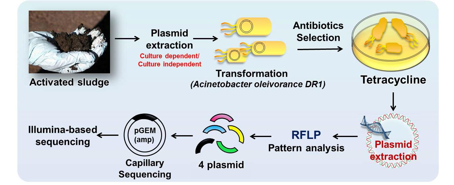 활성 슬러지로부터 Tetracycline 저항성 플라스미드의 추출 및 sequencing 과정