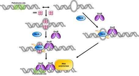 OxyR 과 RecG 의 전사 조절 기작 모식도