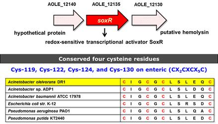 Sequence analysis of a SoxR homolog in A. oleivorans DR1