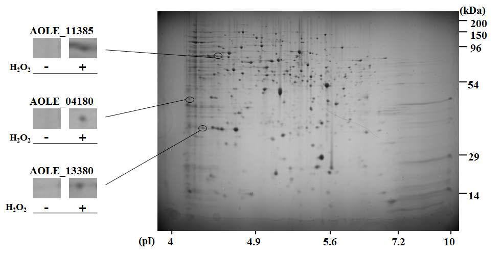 A.oleivorans DR1의 1mM hydrogen peroxide를 1시간동안 처리한 뒤 단백질체 분 석 결과