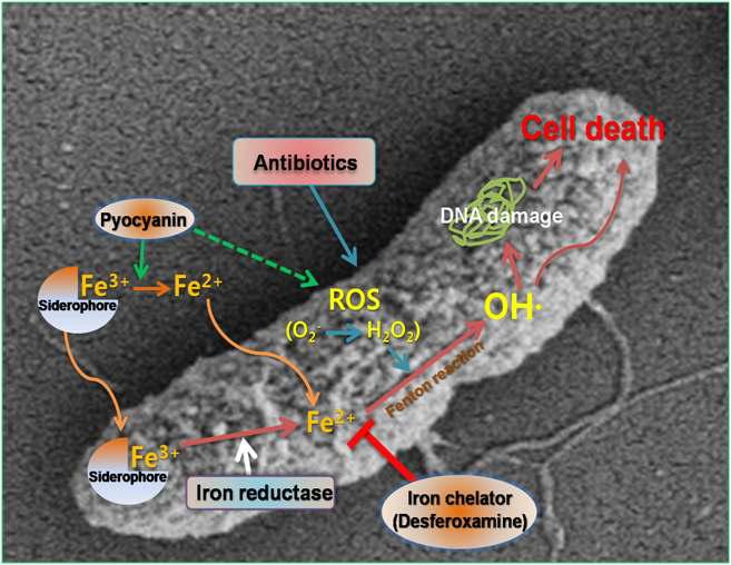 항생제 유도 산화적 스트레스에 대한 환경모델세균의 세포사멸 기작 모식도