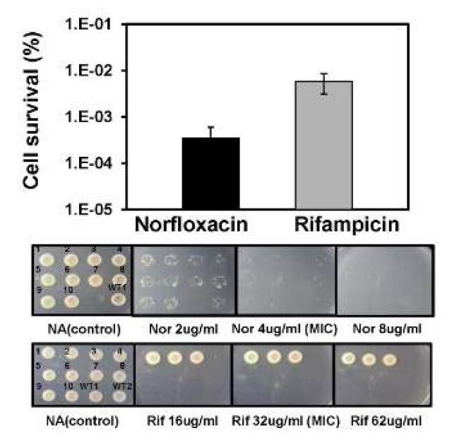 Norfloxacin과 Rifampicin 처리에 따른 DR1 survival cell의 비교