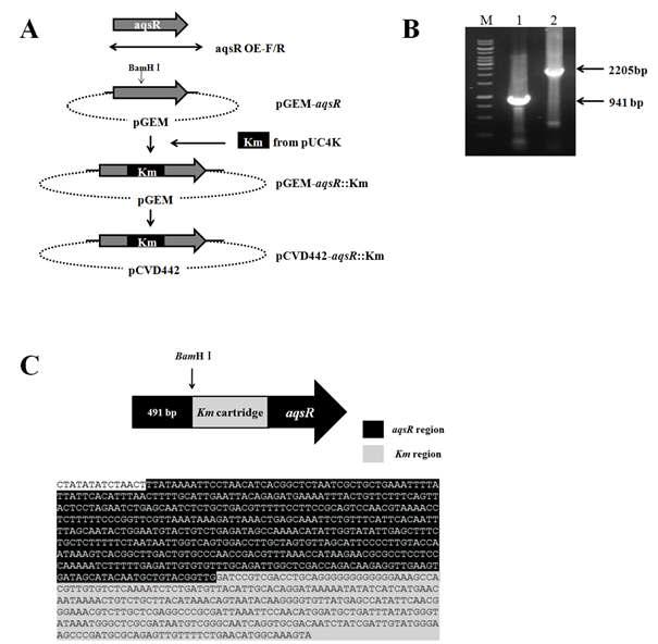 AqsR 돌연변이 균주 제작 과정 모식도 및 제작된 균주를 PCR 및 시퀀싱을 통해 확인함