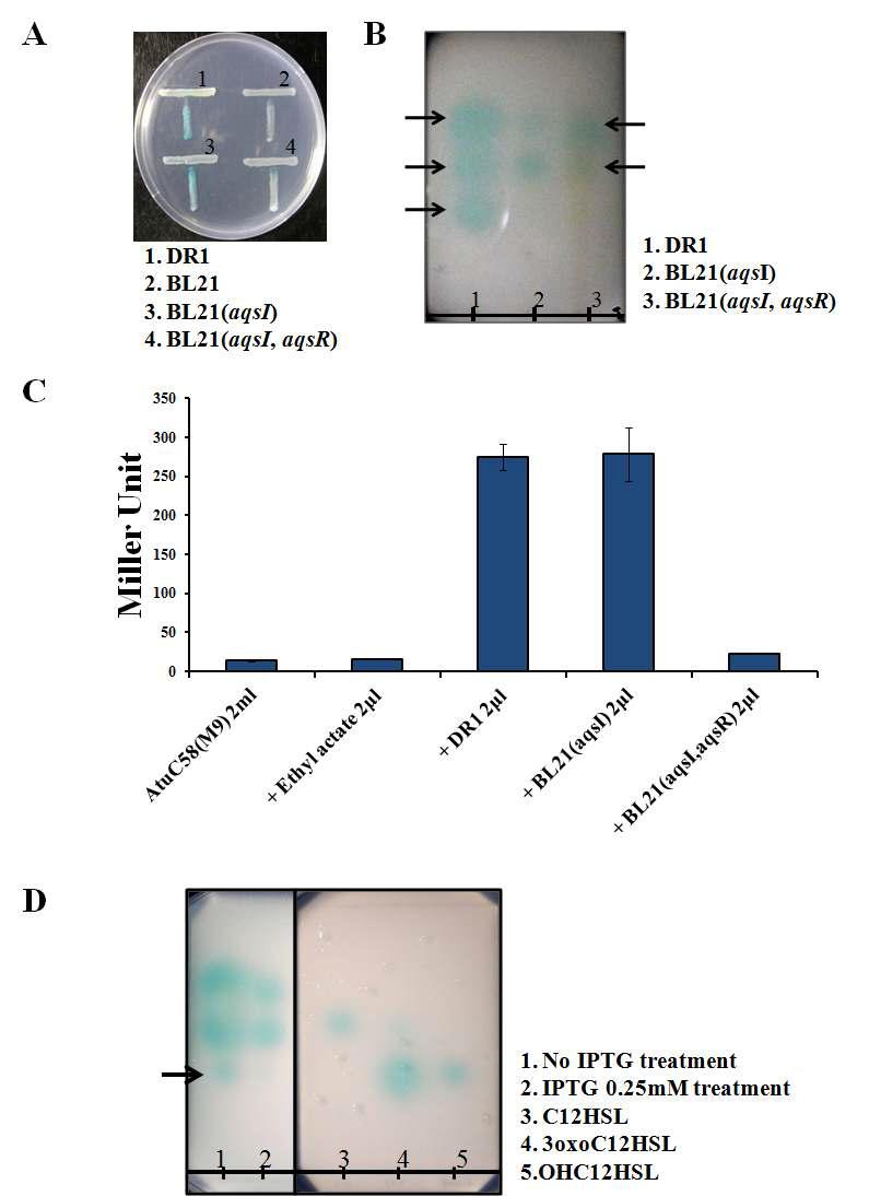 DR1 야생형과 AqsR 단백 질 과발현을 위한 E. coli 재조합 균주에서 AHL 형성 차이