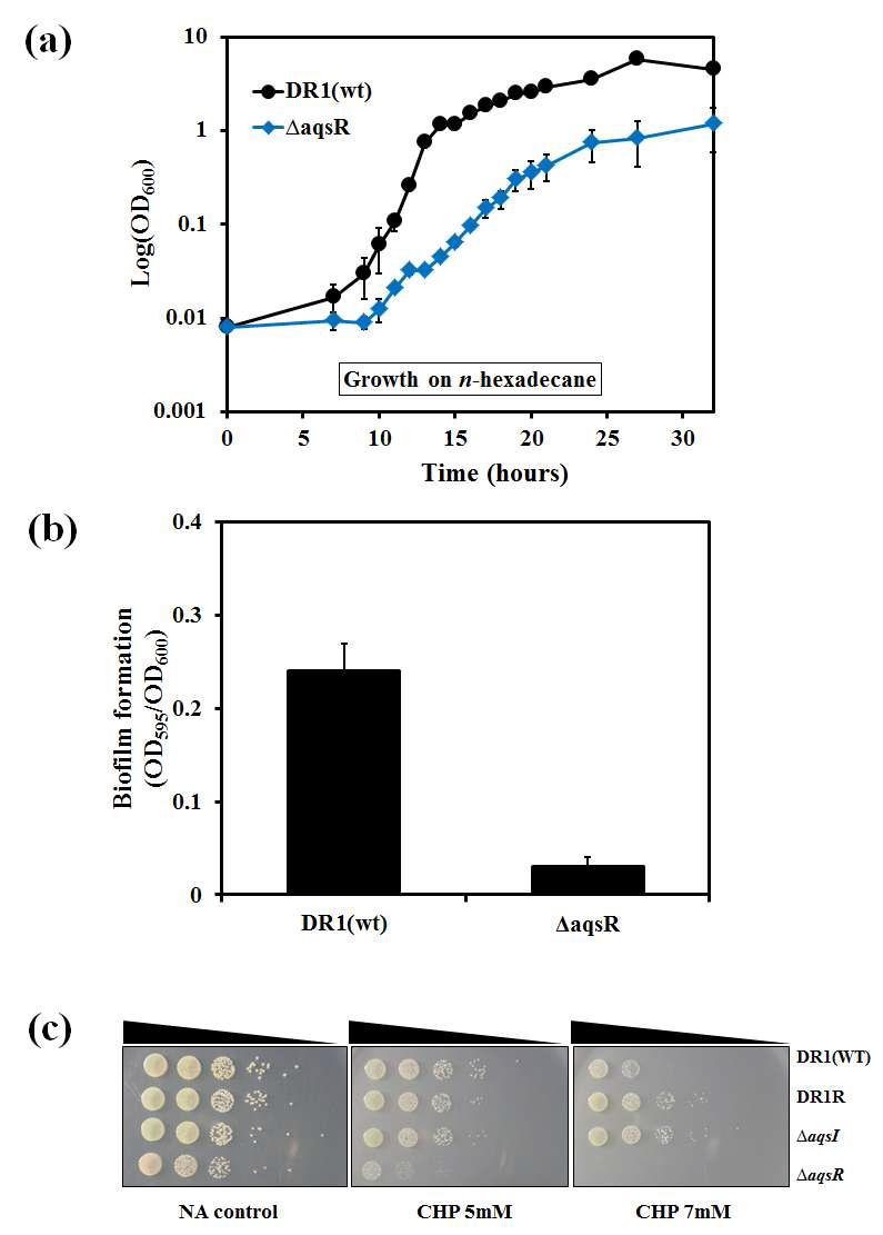 AqsR 돌연변이 균주의 hexadecane 분해능, 바이오 필름 형성 능력, cumene hydroperoxide(CHP) 민감성 테스트