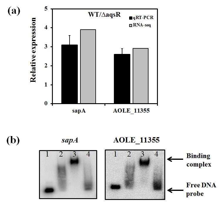 AqsR 타깃 유전자의 발현 및 AqsR protein과promoter region의 결합 확인 (A) qRT-PCR로 RNAseq 결과를 재확인 함. (B) Purified AqsR과 타깃 유전자의 binding 확인함