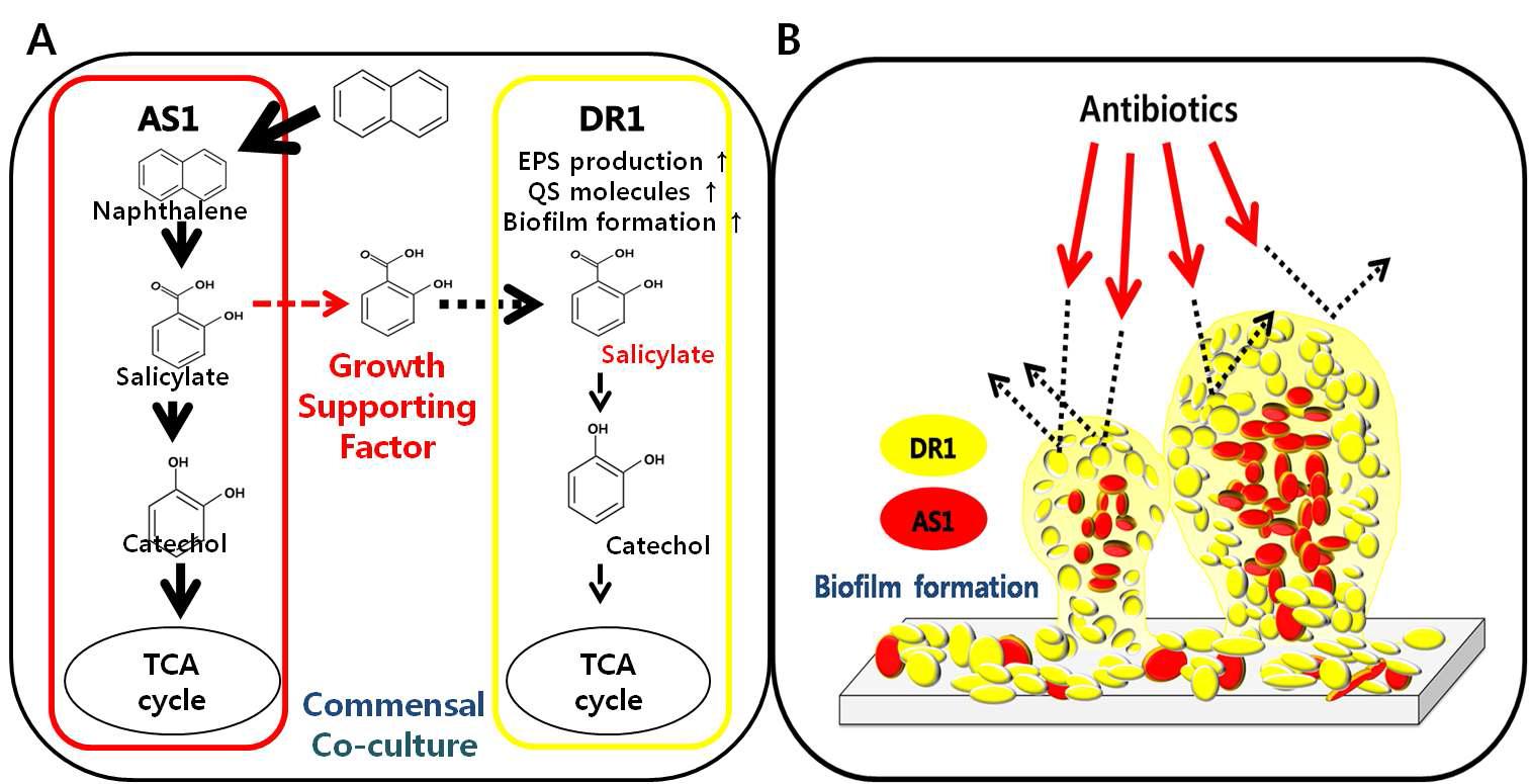 혼합배양 상태에서의 공생관계와 바이오필름 형성을 통한 항생제 저항성 증가 (A) P seudomonas sp. AS1은 나프탈렌을 분해하여 Salicylate를 A. oleivorans DR1의 탄소원으로 제공하며 (B) DR1은 바이오필름을 형성하여 AS1과 함께 군집을 이루며 항 생제 스트레스에서 AS1이 살아남도록 보호함