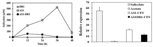 AS1과 DR1의 배양 시간에 따른 salicylate 농도 변화(좌), DR1의 salicylate 1-monooxygenase (salA)유전자 발현 결과(우)