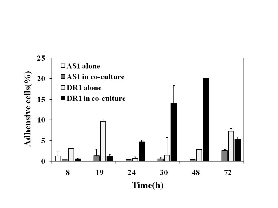 AS1과 DR1 혼합 배양 바이오필름 형성 정도
