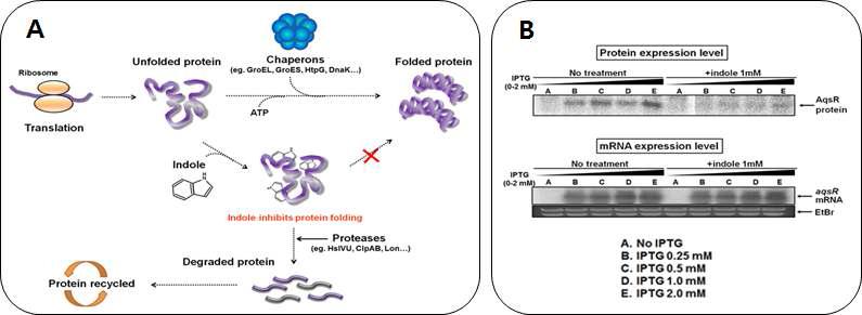 (A) Malate dehydrogenase와 GroEL/GroES를 이용한 in vitro protein-refolding assay와 indole이 단 백질의 접힘을 방해한다는 모식도 그림. (B) [35S]methionine pulse-labelling assay. AqsR 단백질의 안정성과 접힘이 indole에 의하여 방해받는 것을 확인하였음