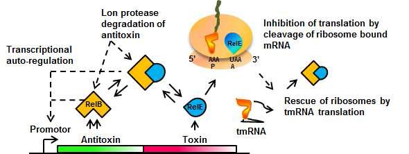 RelE-RelB 톡신-안티톡신의 주요 메커니즘