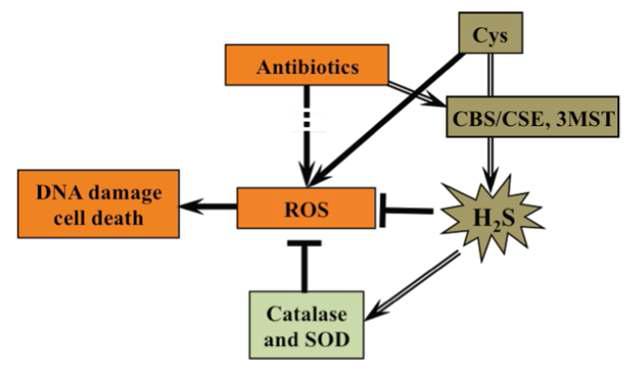 황화수소 유래 항생제 저항 메커니즘 모델. 대다수의 항생 제가 ROS를 일으켜 세균을 죽임