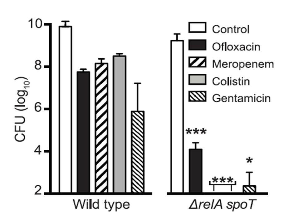 바이오필름에서 4가지의 항생제(Ofloxain, Meropenem, colistin, gentamicin)를 처리한 △relAspoT 와 wild type(P seudomonas aeruginosa)의 CFU 측정