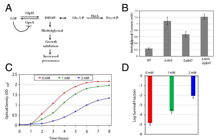 glpD와 tktA 돌연변이 균주에서의 persister 형성에서 methylglyoxal의 역할
