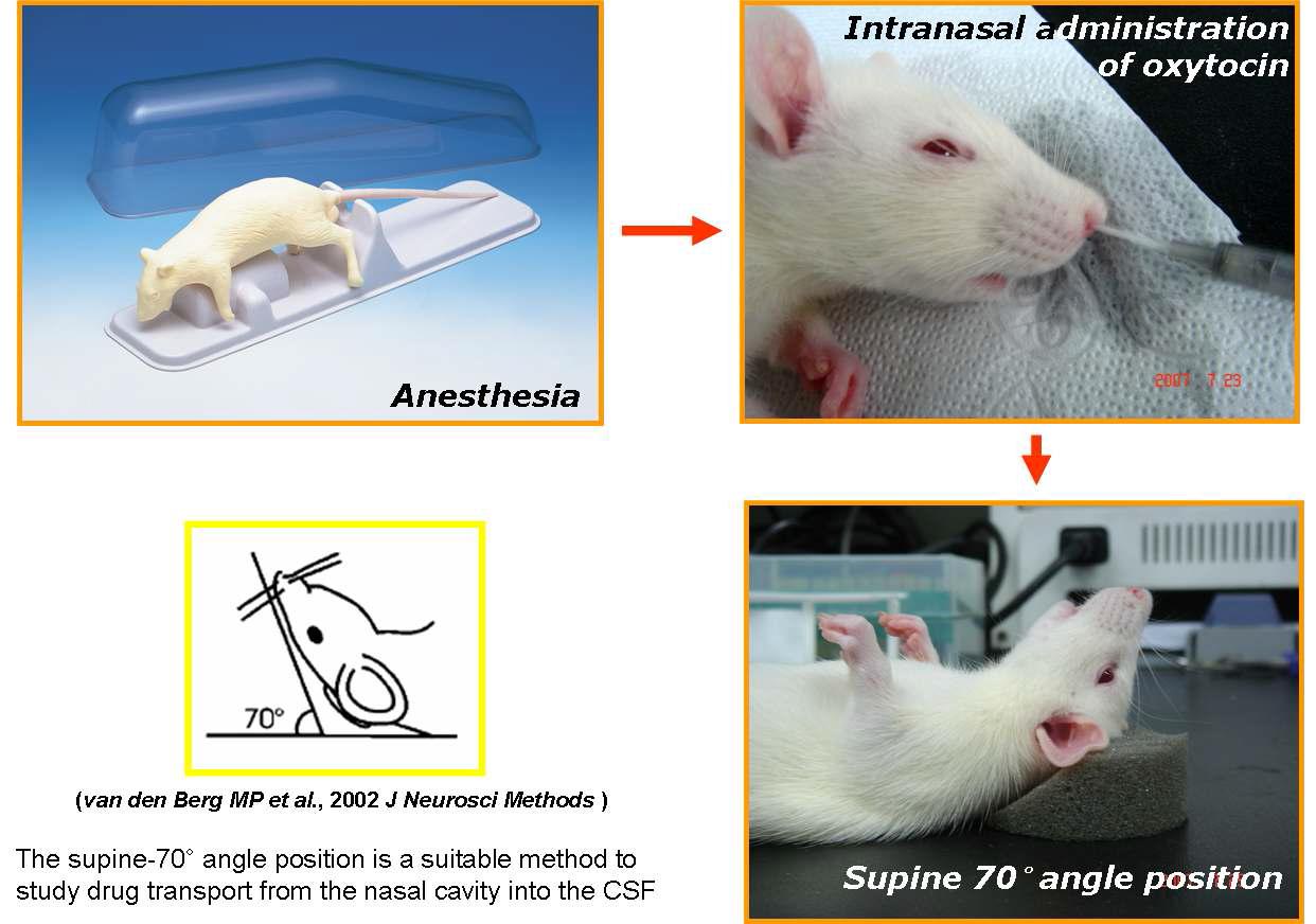 Intranasal injection of oxytocin: 6 ~ 12 주령 수컷 SD rat 을 isoflurane을 이용하여 흡입 마취 후, plastic IV catheter를 이용하여 oxytocin (1mM, 200 ul)을 비강에 주입