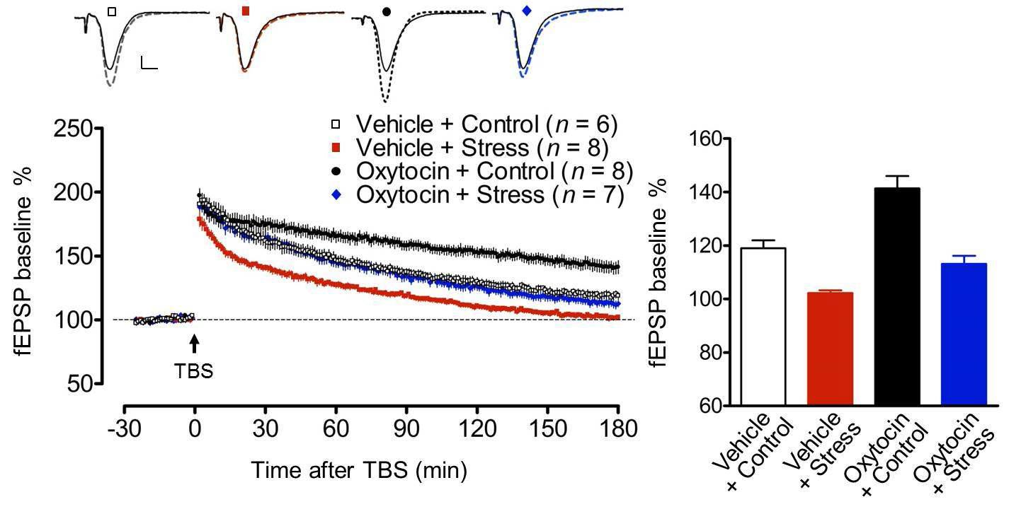 비강을 통해 처리된 oxytocin에 의한 stress-induced impairment of hippocampal L-LTP 의 회복 효과