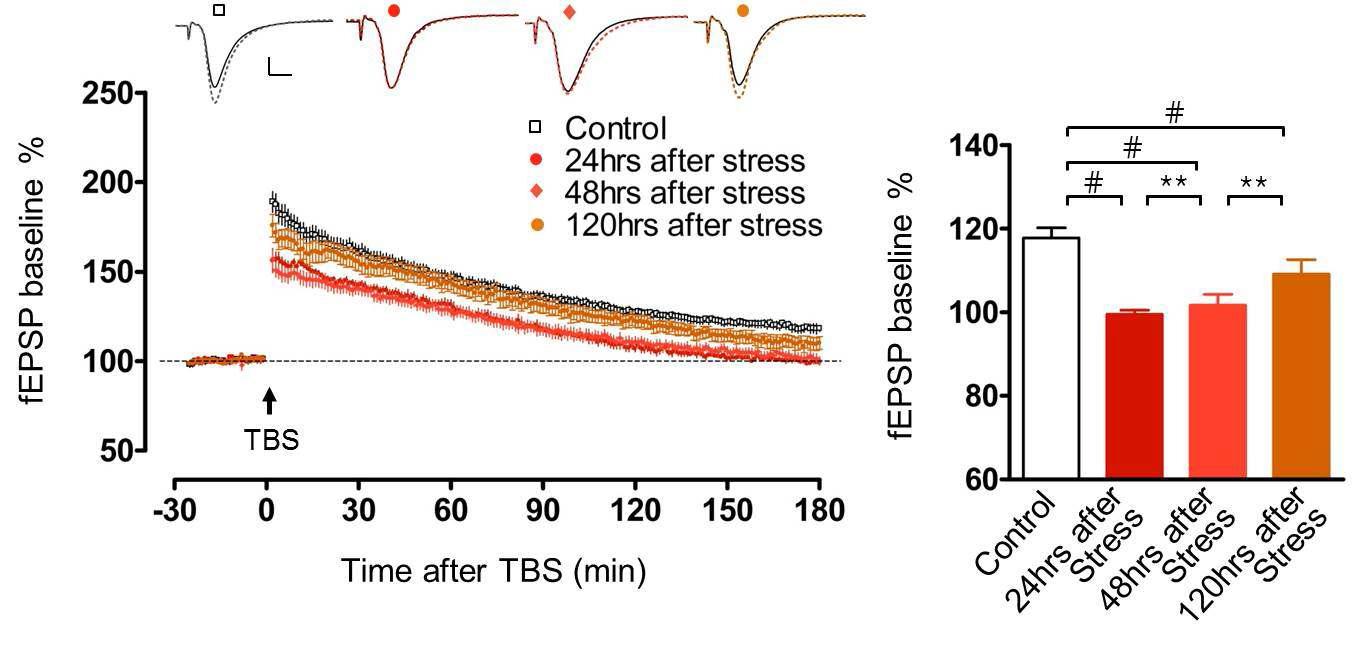 Uncontrollable behavioral stress에 의한 hippocampal long-lasting LTP의 손상의 지 속