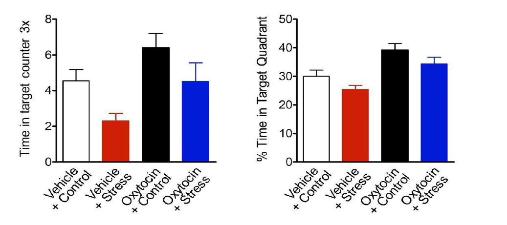 Oxytocin에 의한 acute behavioral stress로 인한 hippocampal spatial memory 손상의 개선: 16회의 선행학습 후 다음날 60 초 동안의 probe (retention) test 를 통해서 기억력의 차이를 분석