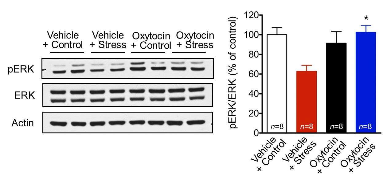 Stress는 MAPK 인산화를 감소시키지만, oxytocin 처치는 이를 차단