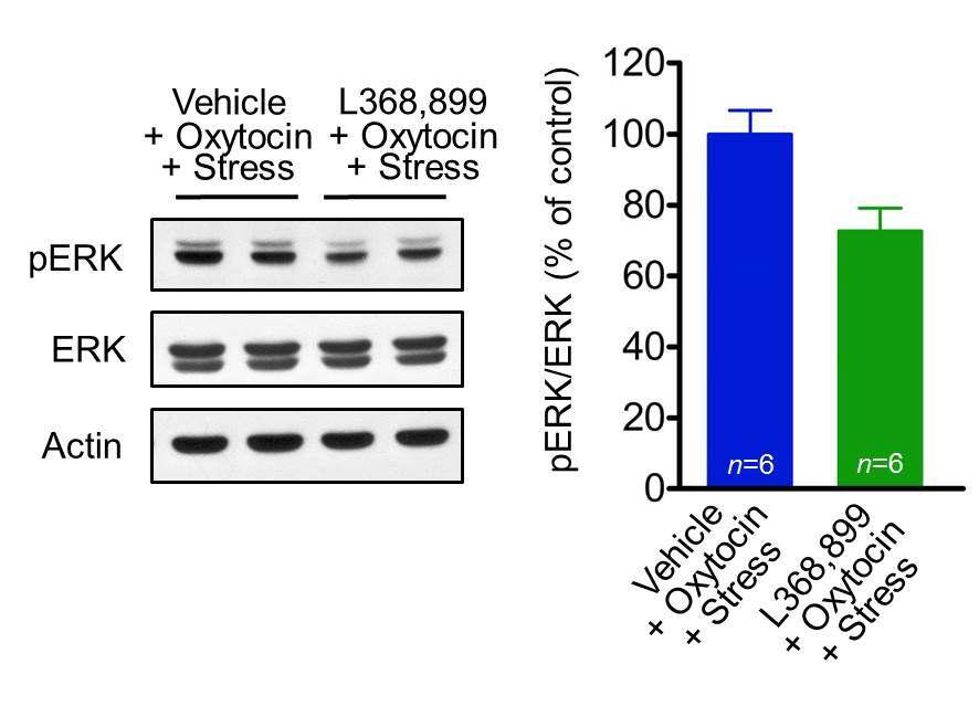 Oxytocin의 전처리에 의해 회복되었던, stress에 의해 감소된 MAPK의 인산화는 oxytocin receptor antagonist에 의 해 oxytocin을 처리하지 않은 stress group과 비슷한 수준으로 감소함을 보임