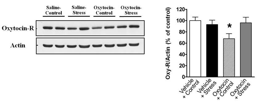 Oxytocin 주입은 Oxytocin 수용체를 down regulation 시킴