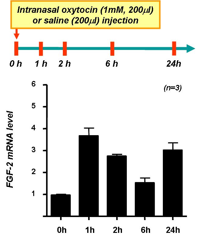 Oxytocin에 의한 rat hippocampus에서의 시 간에 따른 FGF-2 mRNA의 발현 증가 및 변화