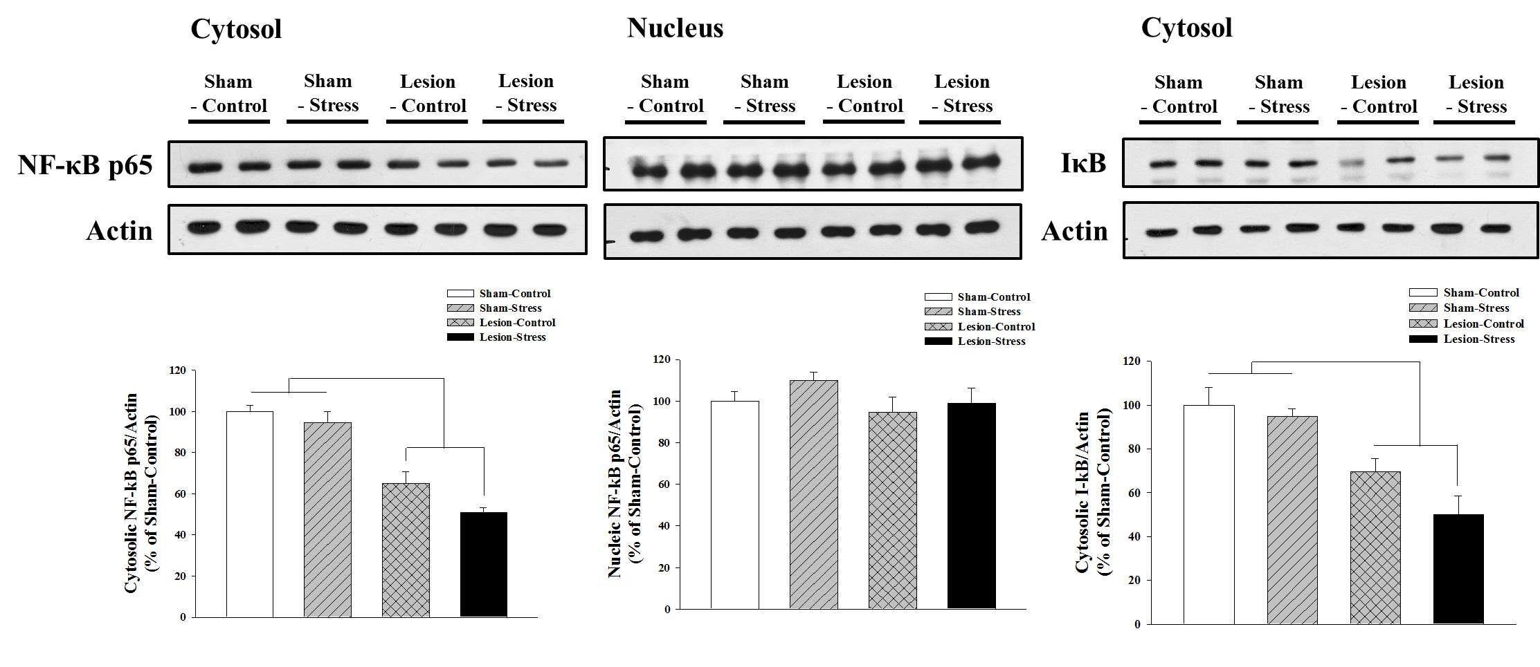 해마의 NF kappaB signaling은 nucleus에서는 변화가 없었지만 cytosol에서는 IkappaB와 함께 sham group에 비해 lesion group에서 신호가 크게 줄어듬